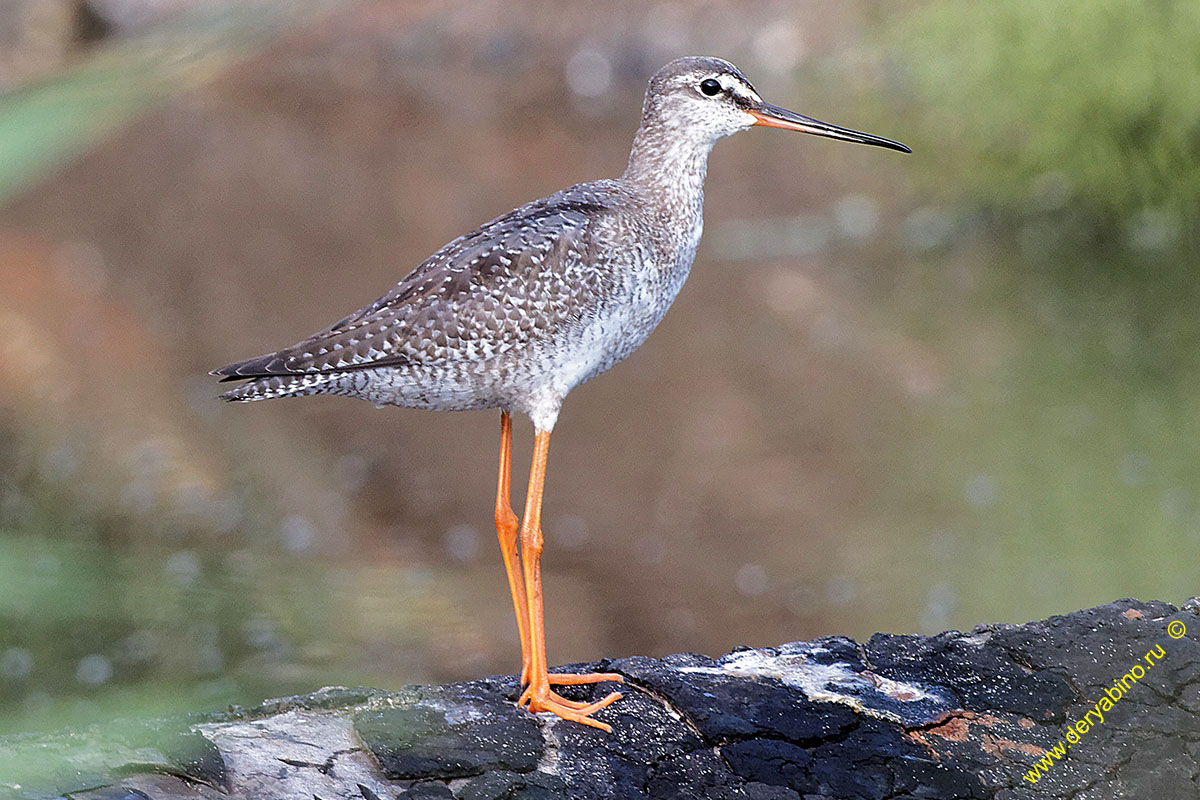  Tringa erythropus Spotted Redshank