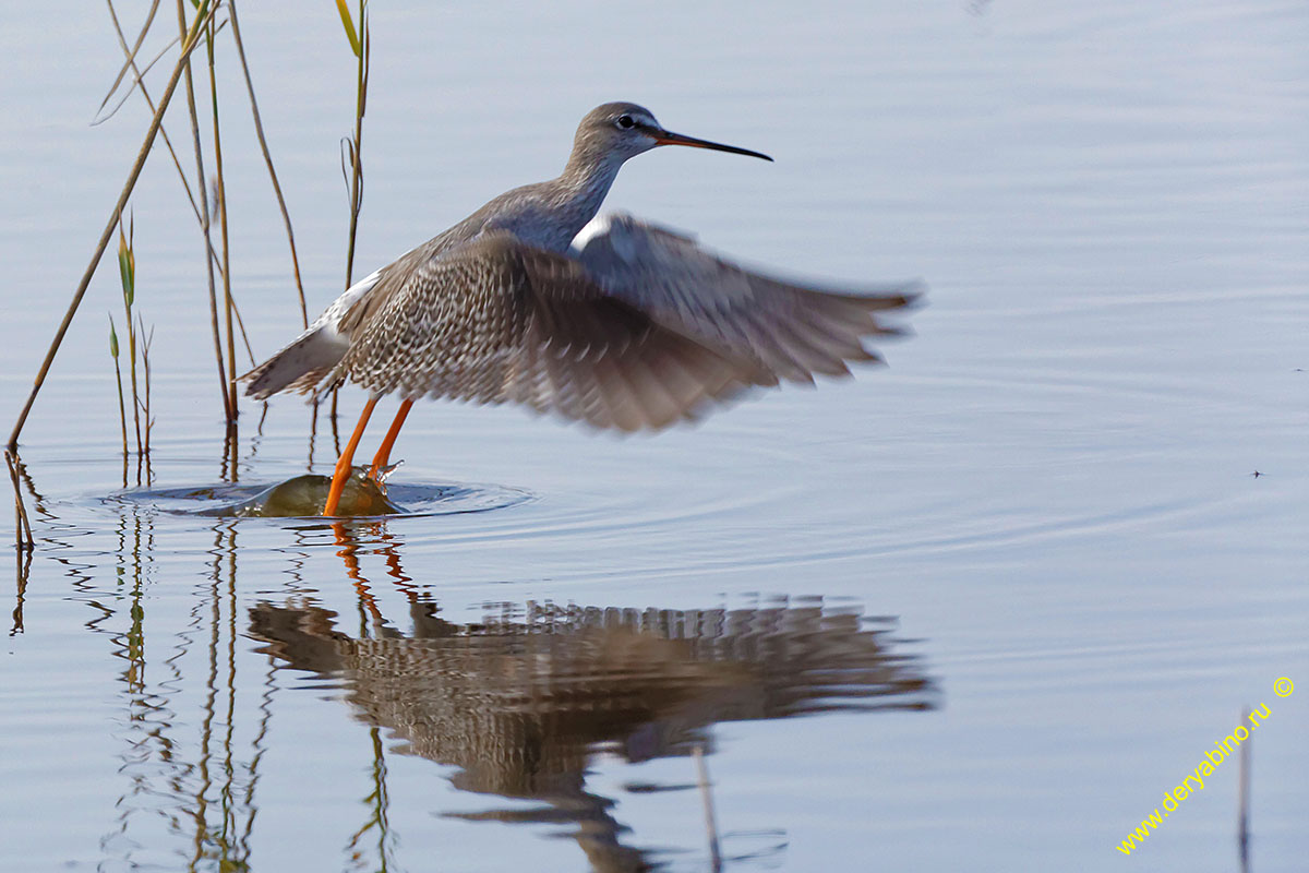  Tringa erythropus Spotted Redshank