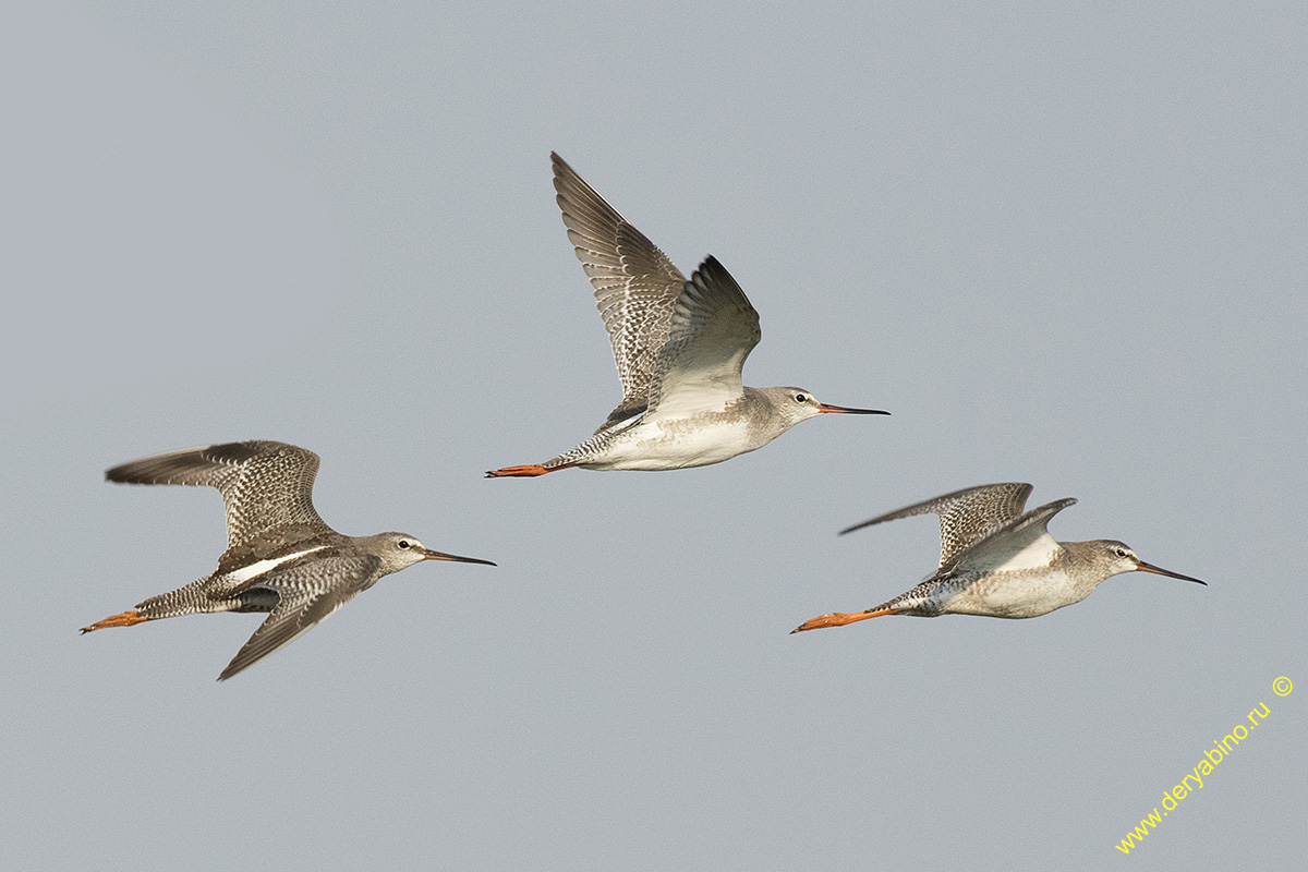  Tringa erythropus Spotted Redshank