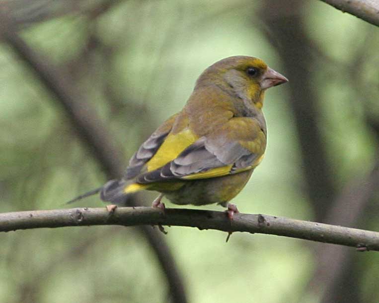  Chloris chloris European Greenfinch