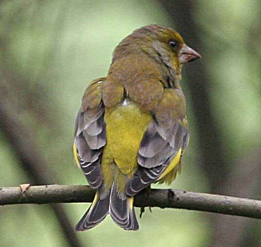  Chloris chloris European Greenfinch