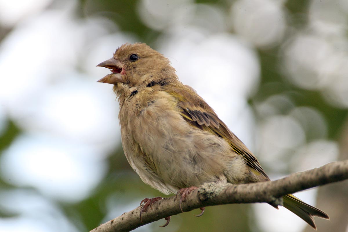  Chloris chloris European Greenfinch