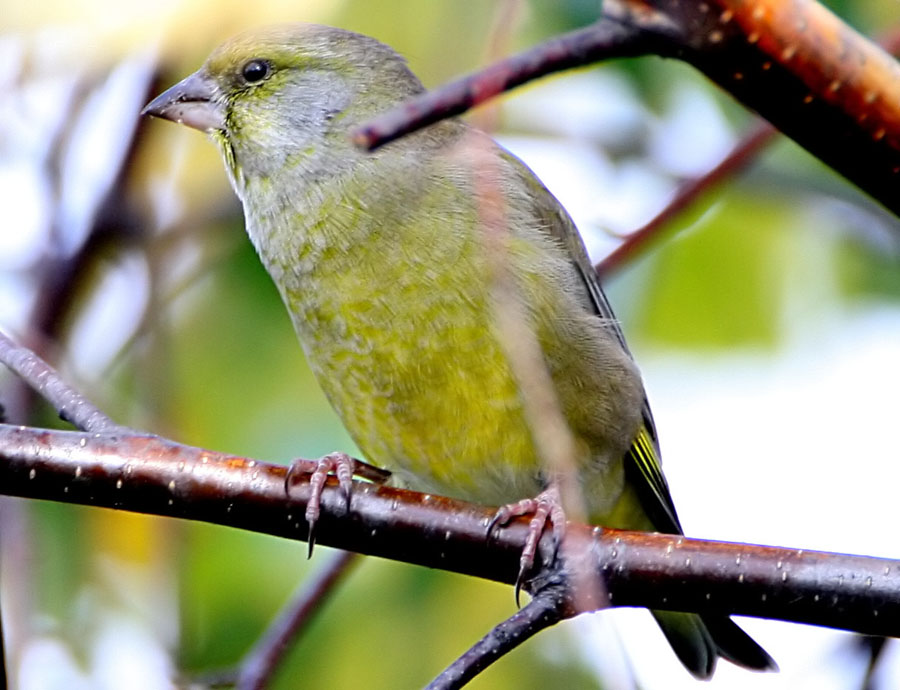  Chloris chloris European Greenfinch