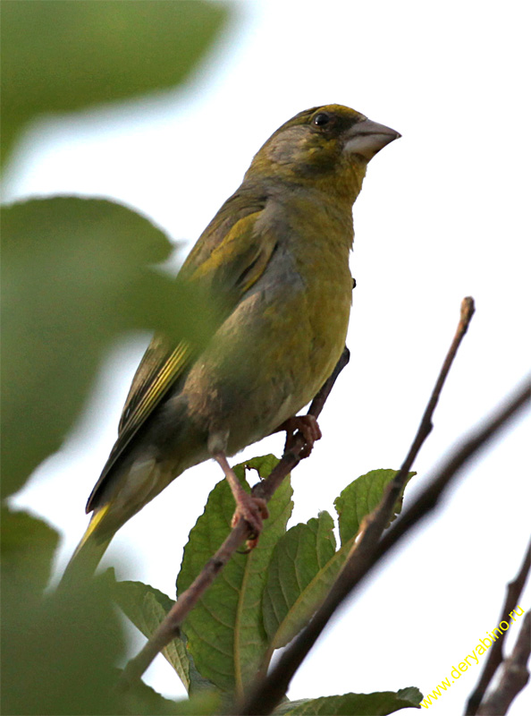  Chloris chloris European Greenfinch