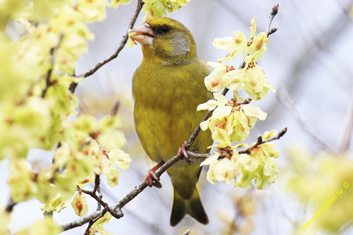  Chloris chloris European Greenfinch