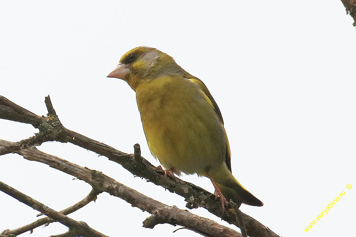  Chloris chloris European Greenfinch