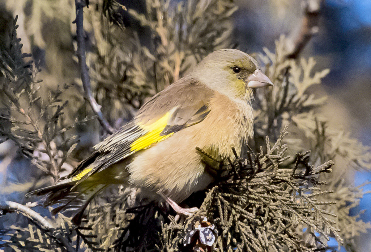   Carduelis sinica Grey-capped greenfinch