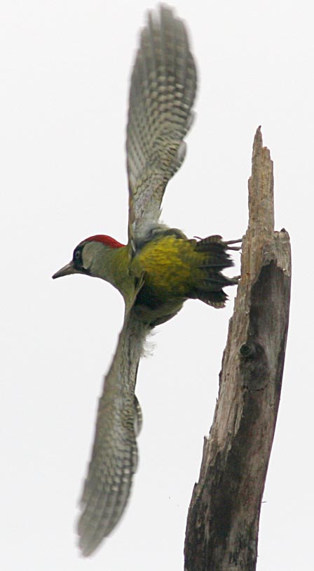   Picus viridis Green Woodpecker