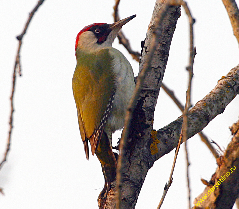   Picus viridis Green Woodpecker