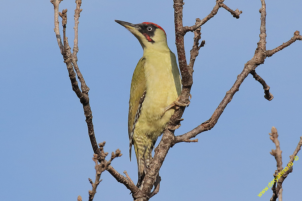   Picus viridis Green Woodpecker