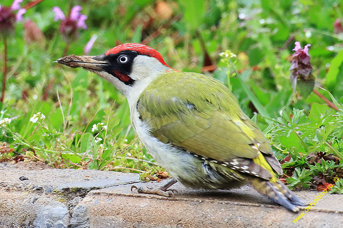   Picus viridis Green Woodpecker