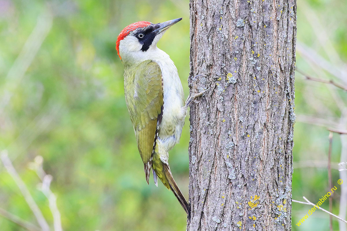   Picus viridis Green Woodpecker