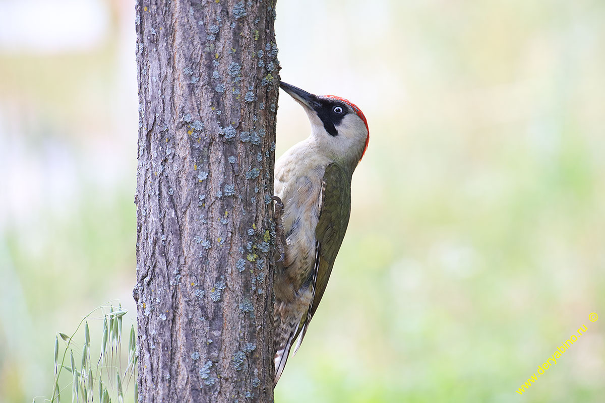   Picus viridis Green Woodpecker