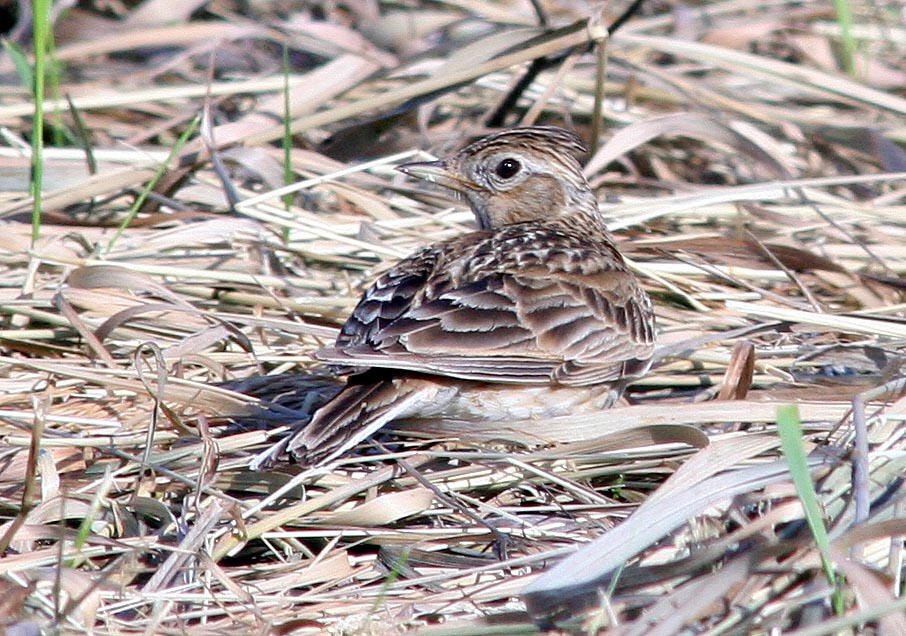   Alauda arvensis Eurasian Sky Lark