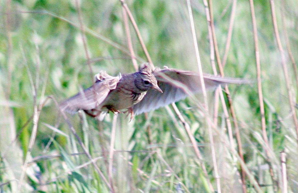   Alauda arvensis Eurasian Sky Lark