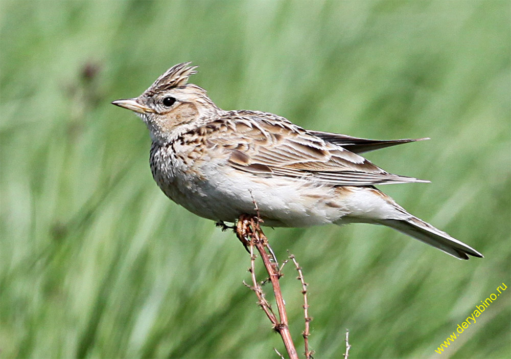   Alauda arvensis Eurasian Sky Lark