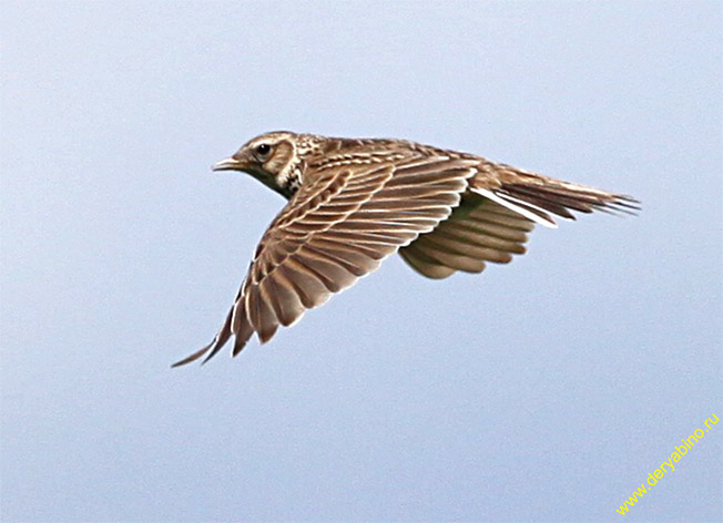   Alauda arvensis Eurasian Sky Lark