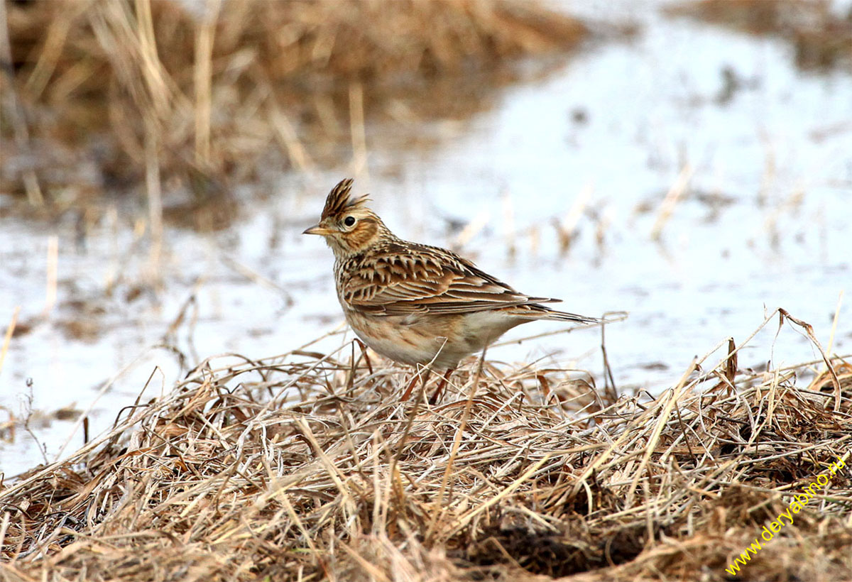   Alauda arvensis Eurasian Sky Lark