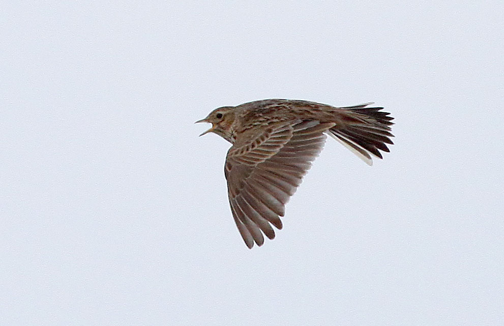   Alauda arvensis Eurasian Sky Lark