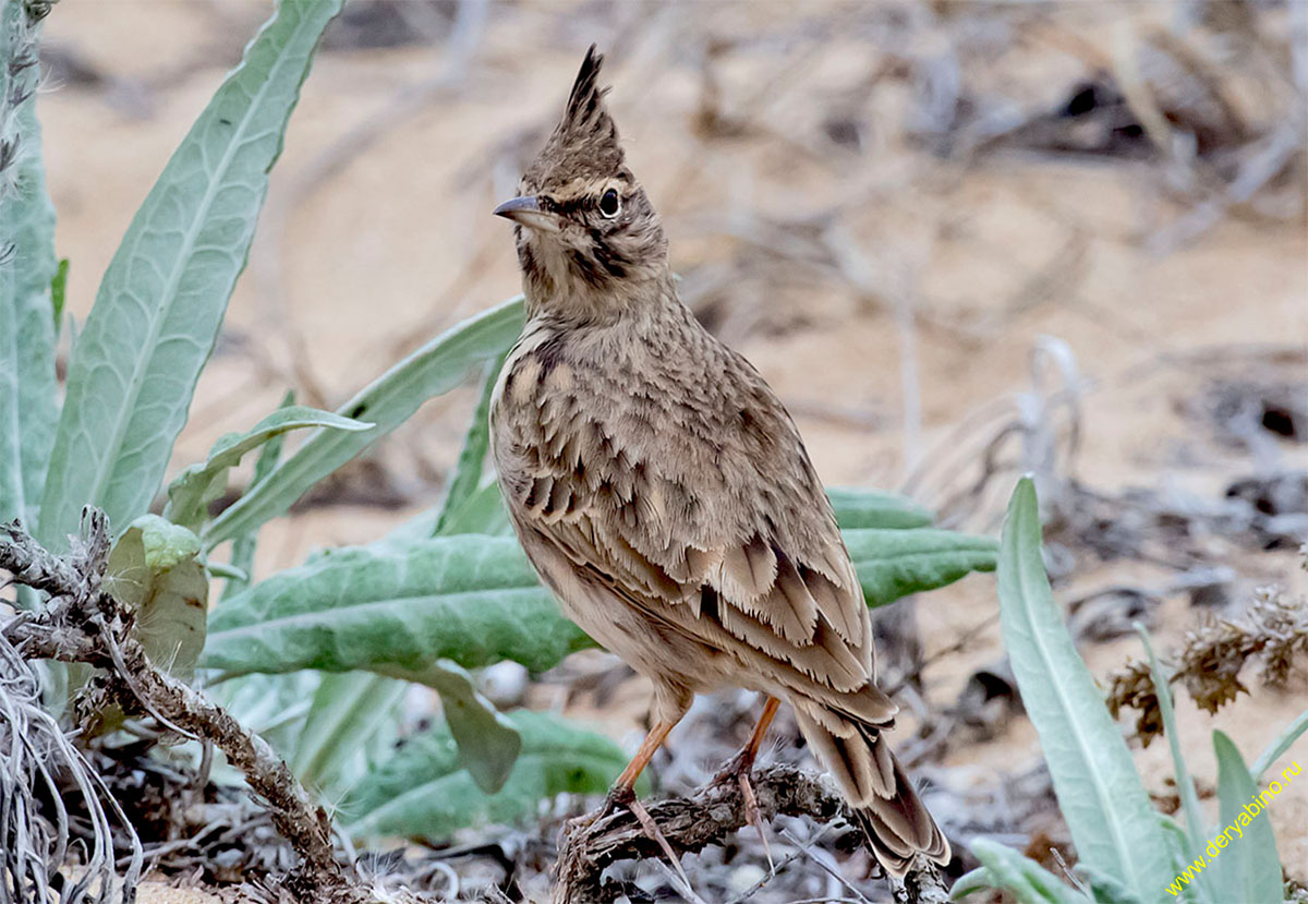   Galerida cristata Crested lark