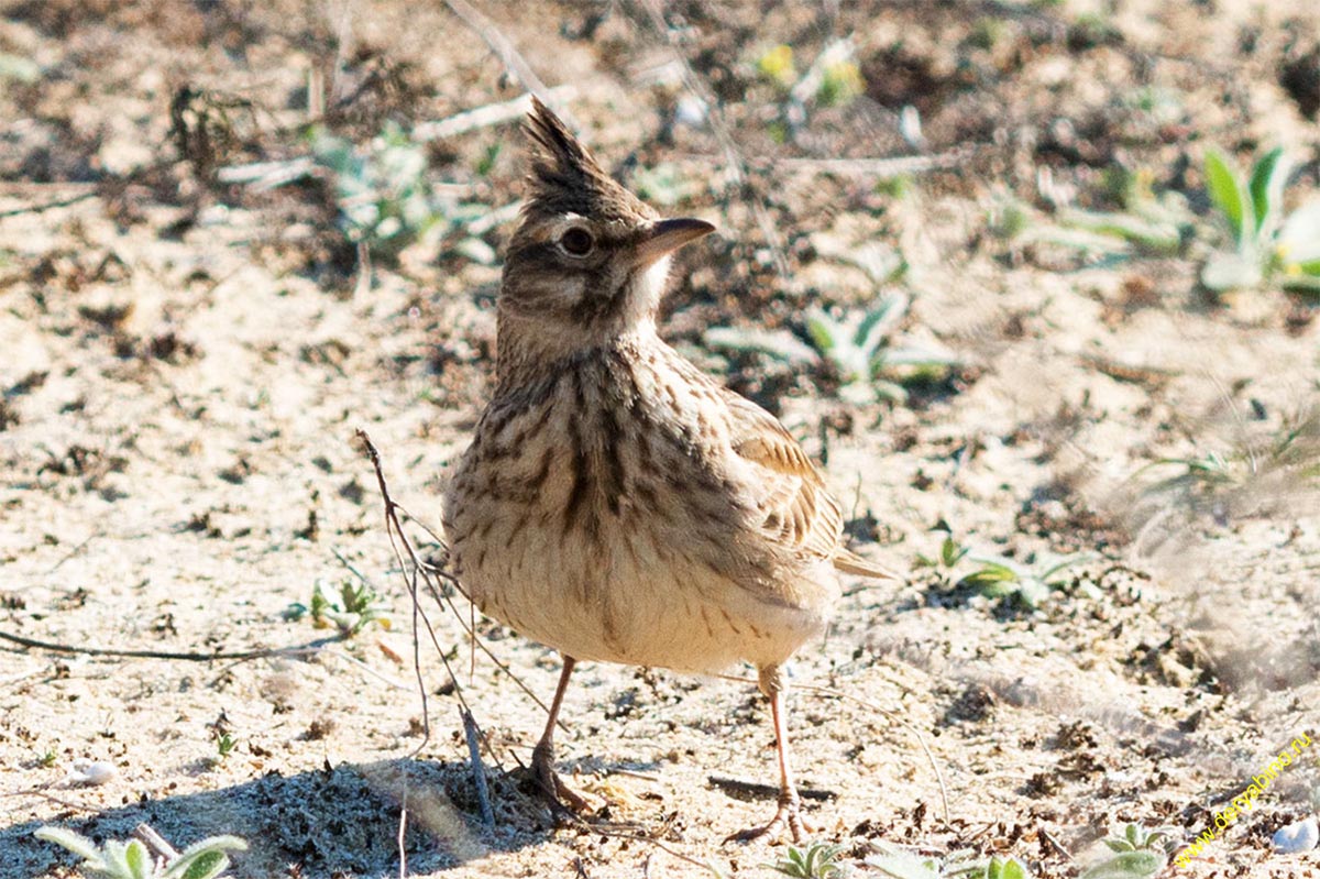   Galerida cristata Crested lark