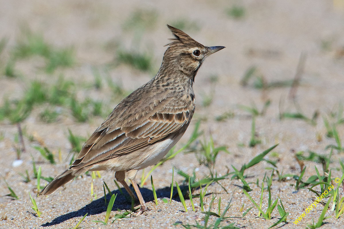   Galerida cristata Crested lark