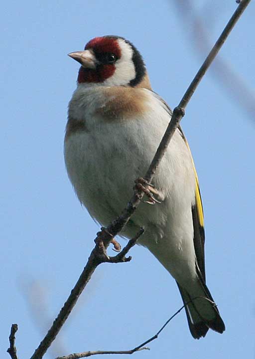 Щегол Carduelis carduelis European Goldfinch