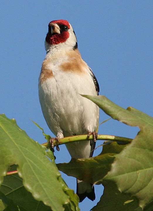 Щегол Carduelis carduelis European Goldfinch