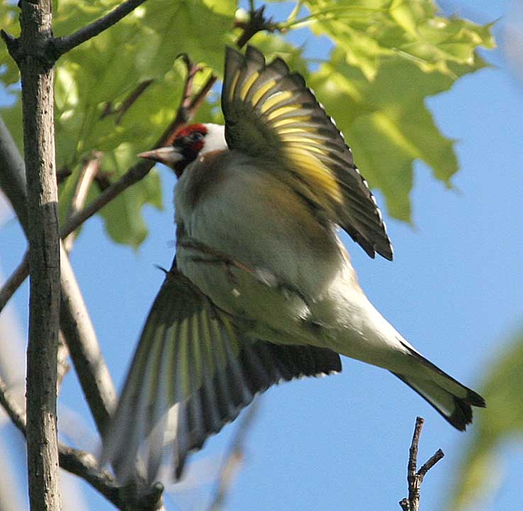 Щегол Carduelis carduelis European Goldfinch