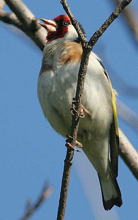 Щегол Carduelis carduelis European Goldfinch