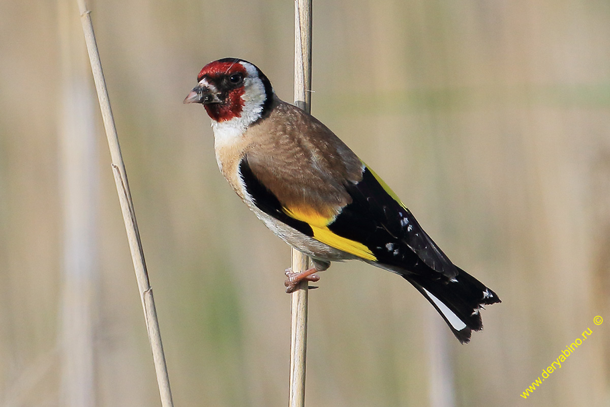  Carduelis carduelis European Goldfinch