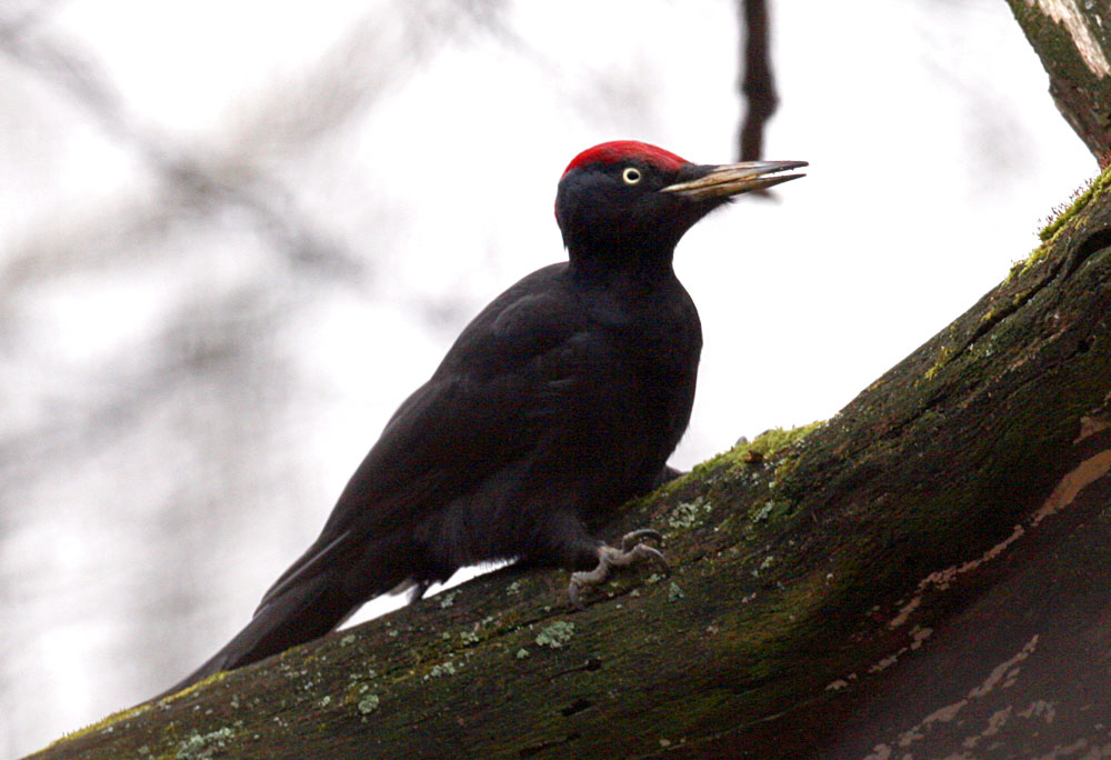  Dryocopus martius Black Woodpecker