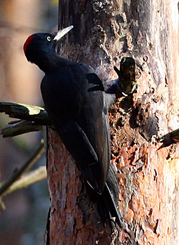  Dryocopus martius Black Woodpecker