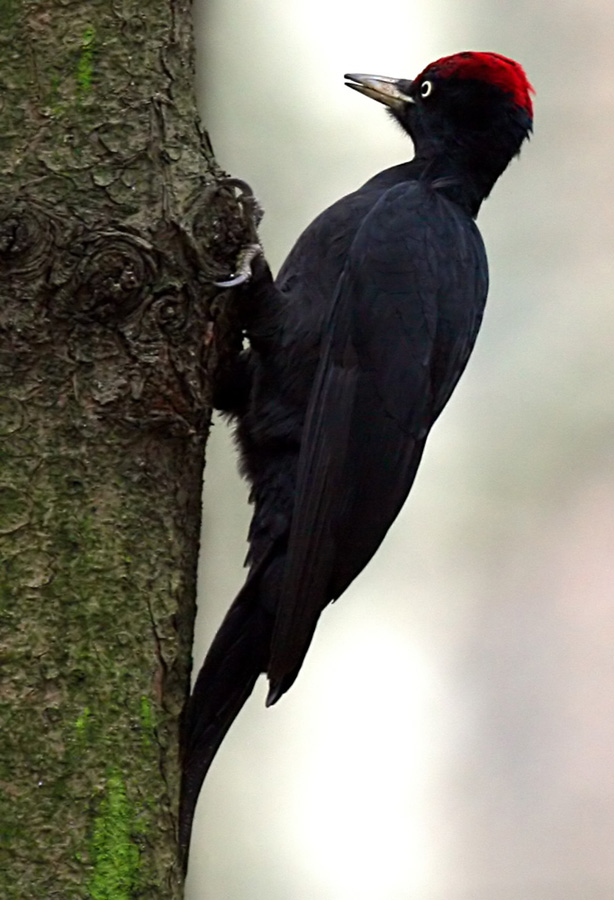  Dryocopus martius Black Woodpecker