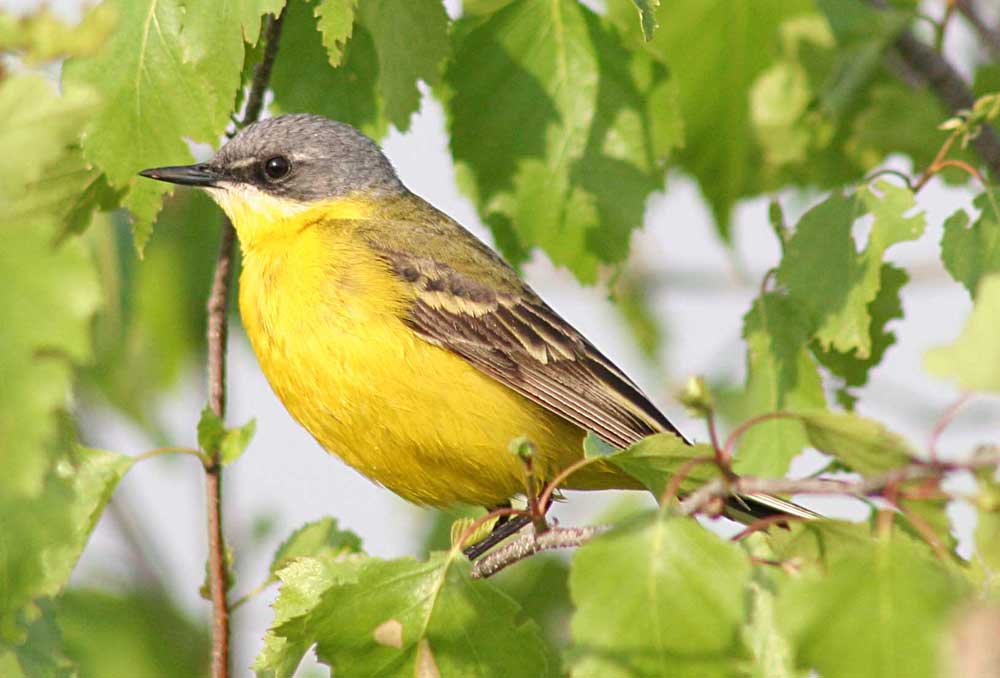   Motacilla flava Yellow Wagtail