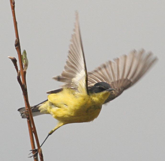   Motacilla flava Yellow Wagtail