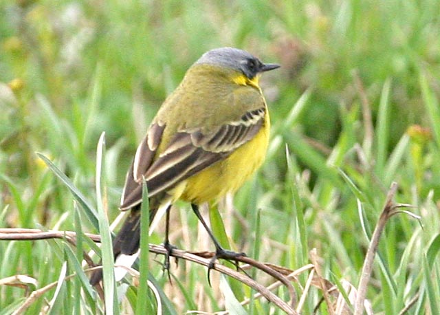   Motacilla flava Yellow Wagtail