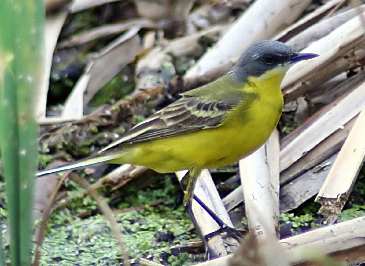   Motacilla flava Yellow Wagtail