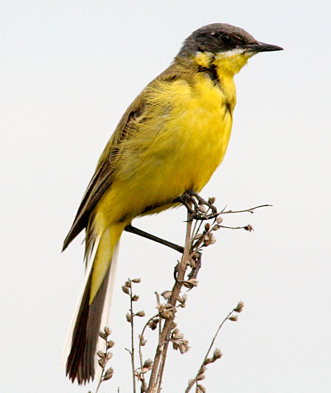   Motacilla flava Yellow Wagtail