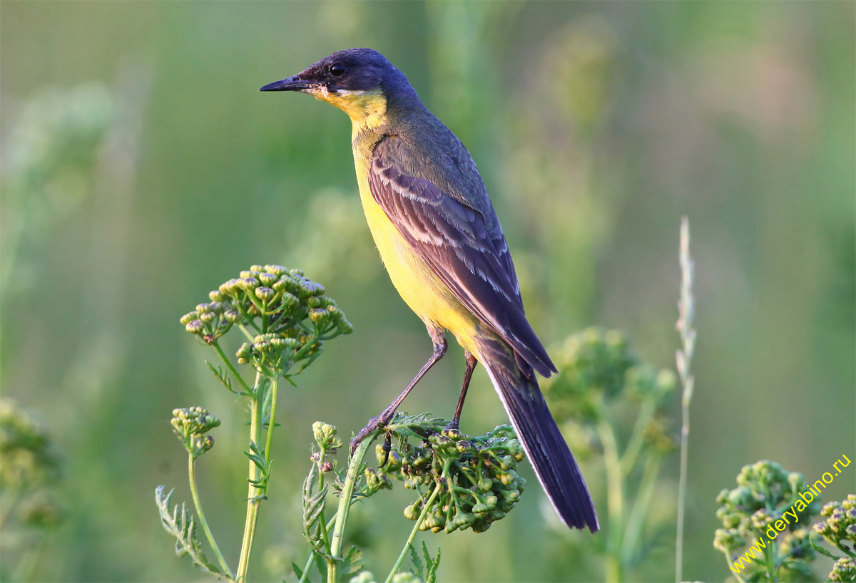   Motacilla flava Yellow Wagtail