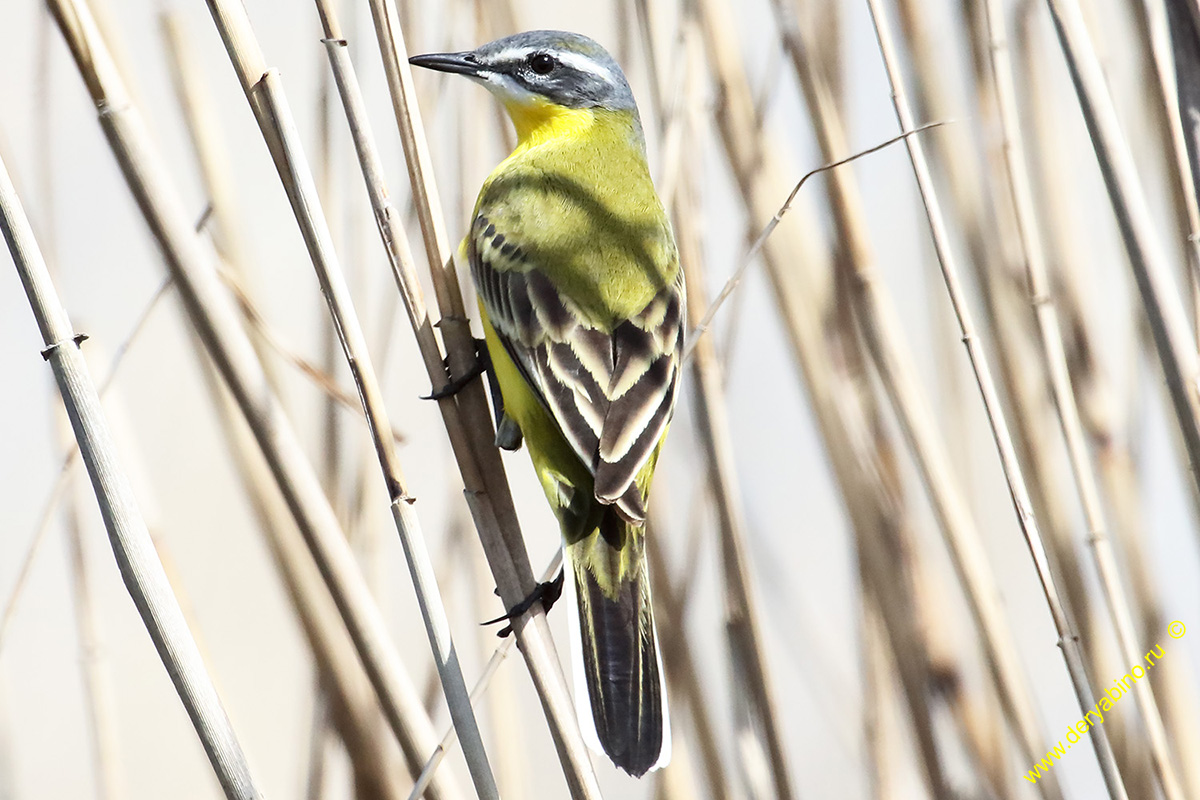   Motacilla flava Yellow Wagtail