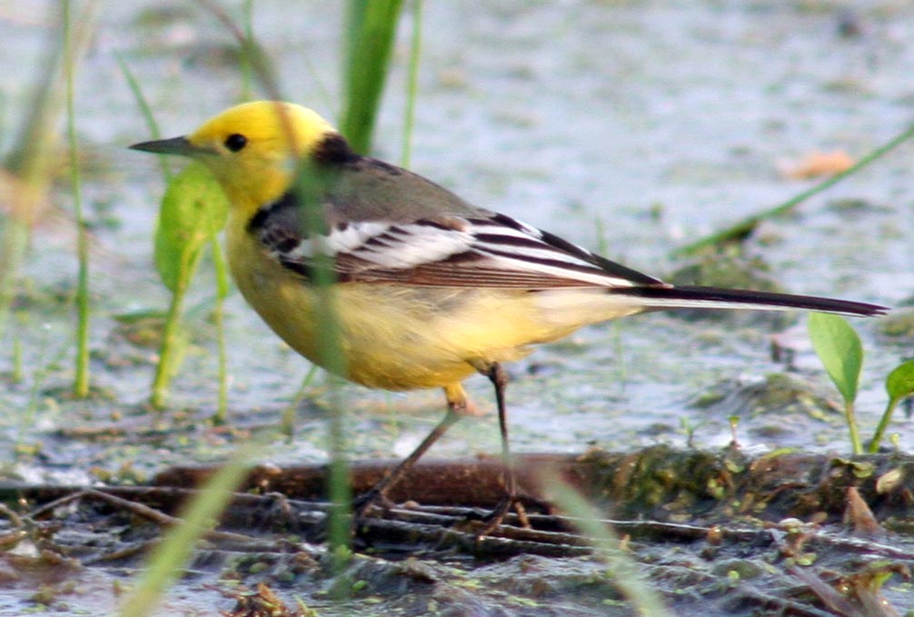   Motacilla citreola Citrine Wagtail