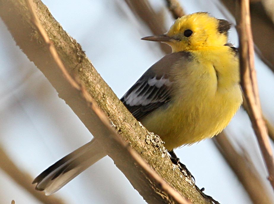   Motacilla citreola Citrine Wagtail