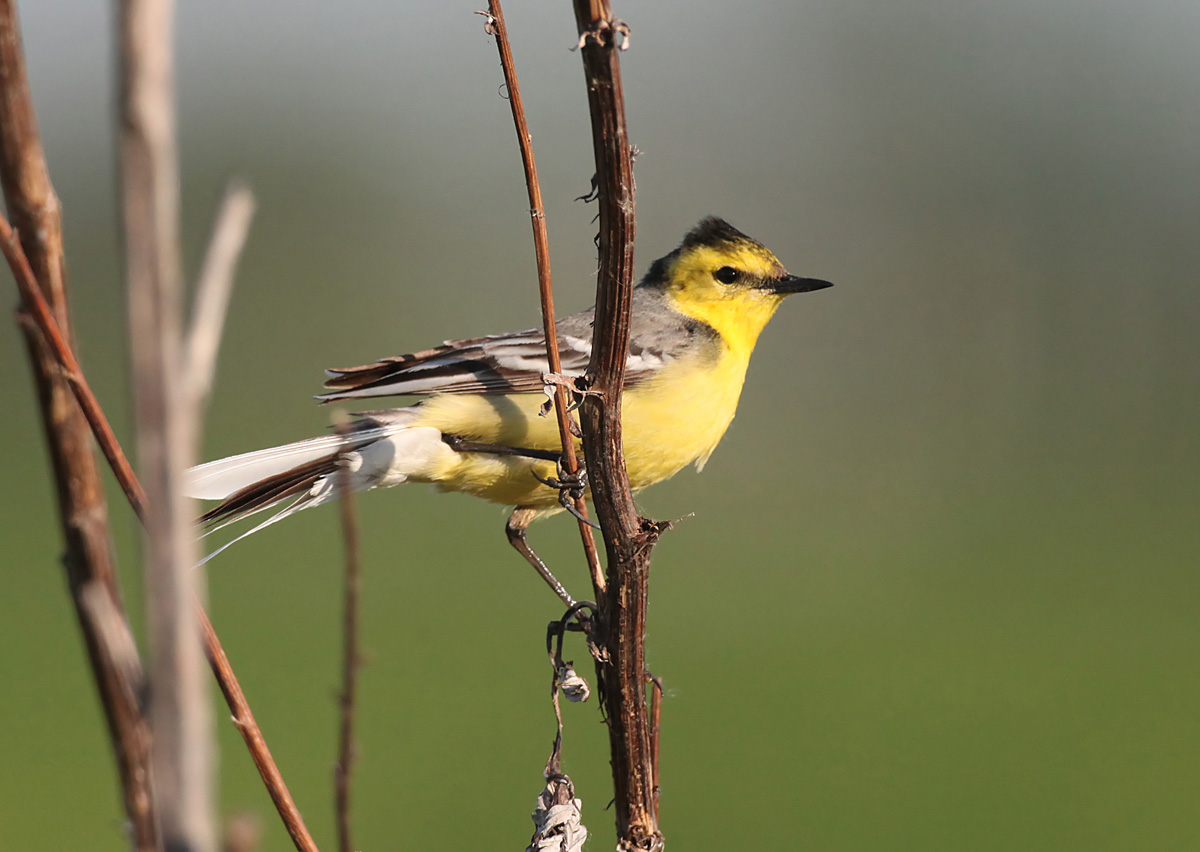   Motacilla citreola Citrine Wagtail