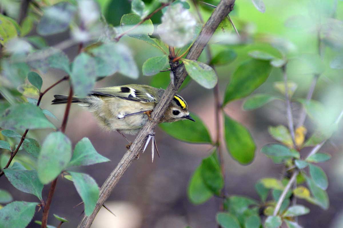   Regulus regulus Goldcrest