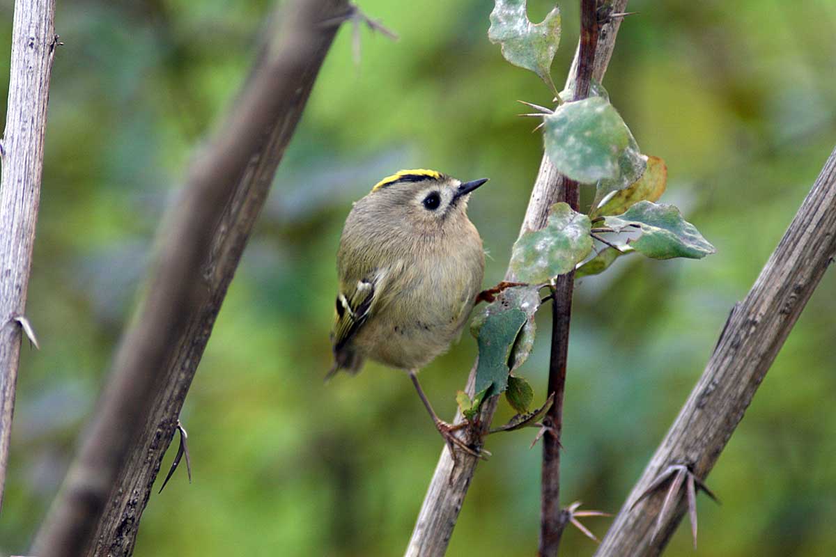   Regulus regulus Goldcrest