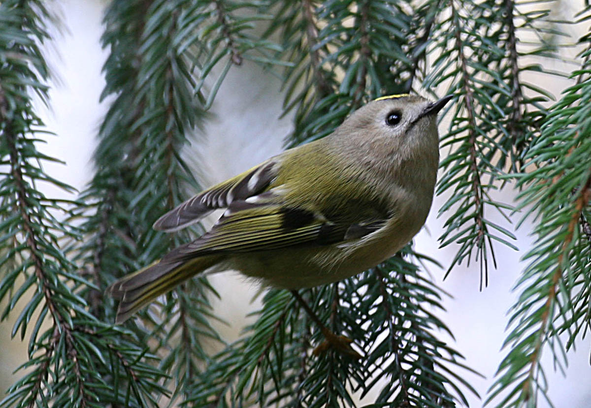   Regulus regulus Goldcrest