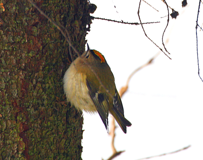   Regulus regulus Goldcrest