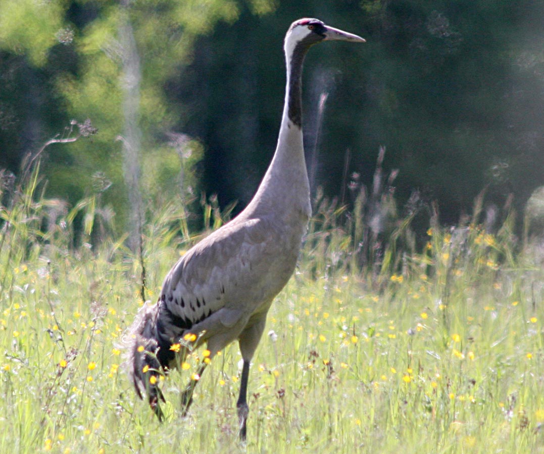   Grus grus Common Crane