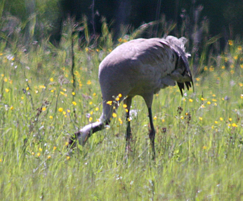   Grus grus Common Crane